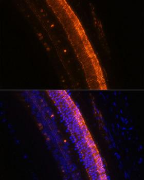 KCNS2 Antibody - Immunofluorescence analysis of Mouse eye using KCNS2 Polyclonal Antibody at dilution of 1:100 (40x lens).Blue: DAPI for nuclear staining.