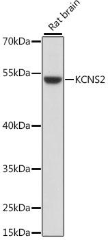 KCNS2 Antibody - Western blot analysis of extracts of rat brain using KCNS2 Polyclonal Antibody at dilution of 1:1000.