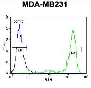 KCNT2 / KCa4.2 Antibody - KCNT2 Antibody flow cytometry of MDA-MB231 cells (right histogram) compared to a negative control cell (left histogram). FITC-conjugated goat-anti-rabbit secondary antibodies were used for the analysis.