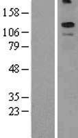 KCNT2 / KCa4.2 Protein - Western validation with an anti-DDK antibody * L: Control HEK293 lysate R: Over-expression lysate