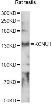 KCNU1 / KCNMC1 Antibody - Western blot analysis of extracts of rat testis, using KCNU1 antibody at 1:1000 dilution. The secondary antibody used was an HRP Goat Anti-Rabbit IgG (H+L) at 1:10000 dilution. Lysates were loaded 25ug per lane and 3% nonfat dry milk in TBST was used for blocking. An ECL Kit was used for detection and the exposure time was 90s.
