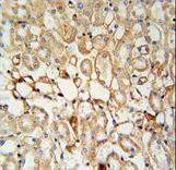 KCNV1 / Kv8.1 Antibody - KCNV1 Antibody immunohistochemistry of formalin-fixed and paraffin-embedded mouse kidney tissue followed by peroxidase-conjugated secondary antibody and DAB staining.
