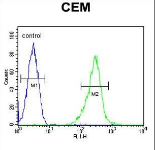 KCNV1 / Kv8.1 Antibody - KCNV1 Antibody flow cytometry of CEM cells (right histogram) compared to a negative control cell (left histogram). FITC-conjugated goat-anti-rabbit secondary antibodies were used for the analysis.