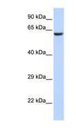 KCNV1 / Kv8.1 Antibody - KCNV1 / Kv8.1 antibody Western blot of 293T cell lysate. This image was taken for the unconjugated form of this product. Other forms have not been tested.