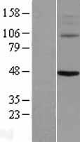 KCNV1 / Kv8.1 Protein - Western validation with an anti-DDK antibody * L: Control HEK293 lysate R: Over-expression lysate