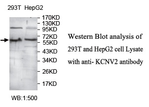 KCNV2 / Kv11.1 Antibody