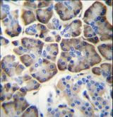 KCNV2 / Kv11.1 Antibody - KCNV2 Antibody immunohistochemistry of formalin-fixed and paraffin-embedded human pancreas tissue followed by peroxidase-conjugated secondary antibody and DAB staining.