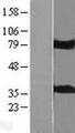 KCTD10 Protein - Western validation with an anti-DDK antibody * L: Control HEK293 lysate R: Over-expression lysate