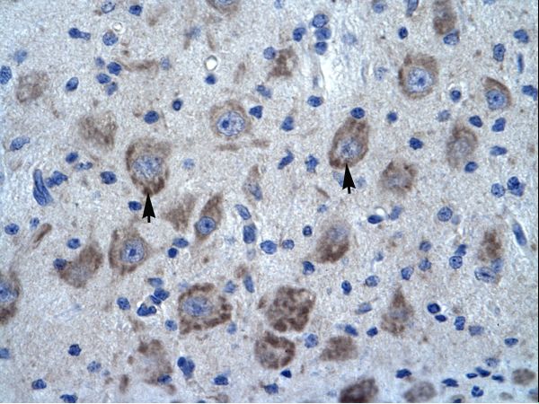 KCTD13 Antibody - Human Brain.  This image was taken for the unconjugated form of this product. Other forms have not been tested.