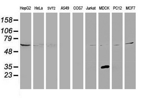 KCTD14 Antibody - Western blot of extracts (35 ug) from 9 different cell lines by using anti-KCTD14 monoclonal antibody.