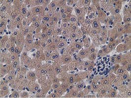 KCTD14 Antibody - IHC of paraffin-embedded Human liver tissue using anti-KCTD14 mouse monoclonal antibody. (Heat-induced epitope retrieval by 10mM citric buffer, pH6.0, 100C for 10min).