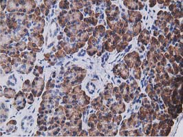 KCTD14 Antibody - IHC of paraffin-embedded Human pancreas tissue using anti-KCTD14 mouse monoclonal antibody. (Heat-induced epitope retrieval by 10mM citric buffer, pH6.0, 100C for 10min).