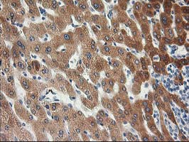 KCTD14 Antibody - IHC of paraffin-embedded Human liver tissue using anti-KCTD14 mouse monoclonal antibody.