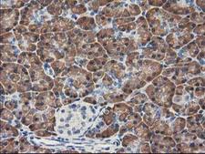 KCTD14 Antibody - IHC of paraffin-embedded Human pancreas tissue using anti-KCTD14 mouse monoclonal antibody. (Heat-induced epitope retrieval by 10mM citric buffer, pH6.0, 100C for 10min).