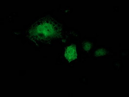 KCTD14 Antibody - Anti-KCTD14 mouse monoclonal antibody immunofluorescent staining of COS7 cells transiently transfected by pCMV6-ENTRY KCTD14.