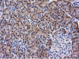 KCTD14 Antibody - IHC of paraffin-embedded Human pancreas tissue using anti-KCTD14 mouse monoclonal antibody.