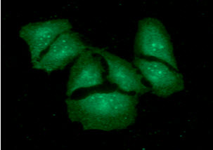 KCTD15 Antibody - ICC/IF analysis of KCTD15 in HeLa cells. The cell was stained with KCTD15 antibody (1:100).The secondary antibody (green) was used Alexa Fluor 488.