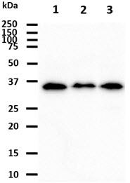 KCTD15 Antibody - The cell lysates (40ug) were resolved by SDS-PAGE, transferred to PVDF membrane and probed with anti-human KCTD15 (1:1000). Proteins were visualized using a goat anti-mouse secondary antibody conjugated to HRP and an ECL detection system. Lane 1 : HeLa cell lysate Lane 2 : NIH/3T3 cell lysate Lane 3 : K562 cell lysate