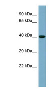 KCTD16 Antibody - KCTD16 antibody Western blot of HepG2 cell lysate. This image was taken for the unconjugated form of this product. Other forms have not been tested.