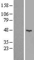 KCTD16 Protein - Western validation with an anti-DDK antibody * L: Control HEK293 lysate R: Over-expression lysate