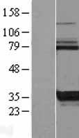 KCTD17 Protein - Western validation with an anti-DDK antibody * L: Control HEK293 lysate R: Over-expression lysate