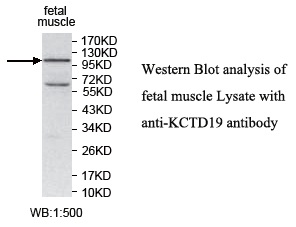 KCTD19 Antibody