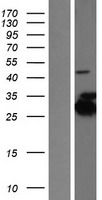 KCTD2 Protein - Western validation with an anti-DDK antibody * L: Control HEK293 lysate R: Over-expression lysate
