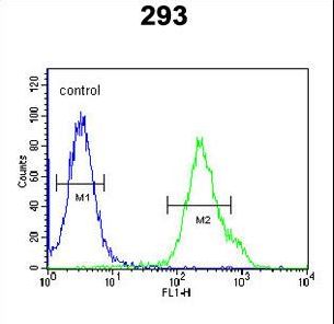 KCTD21 Antibody - KCTD21 Antibody flow cytometry of 293 cells (right histogram) compared to a negative control cell (left histogram). FITC-conjugated goat-anti-rabbit secondary antibodies were used for the analysis.
