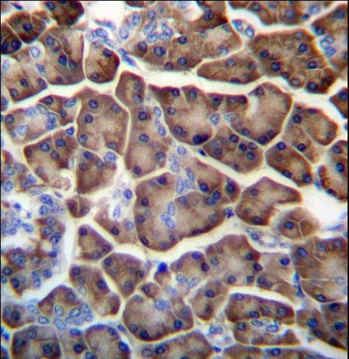 KCTD3 Antibody - KCTD3 Antibody immunohistochemistry of formalin-fixed and paraffin-embedded human pancreas tissue followed by peroxidase-conjugated secondary antibody and DAB staining.