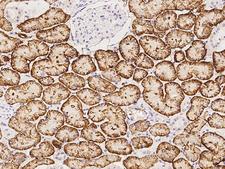 KCTD4 Antibody - Immunochemical staining of human Kctd4 in human kidney with rabbit polyclonal antibody at 1:500 dilution, formalin-fixed paraffin embedded sections.