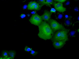 KCTD5 Antibody - Anti-KCTD5 mouse monoclonal antibody  immunofluorescent staining of COS7 cells transiently transfected by pCMV6-ENTRY KCTD5.
