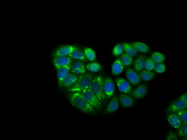 KCTD5 Antibody - Immunofluorescent staining of HeLa cells using anti-KCTD5 mouse monoclonal antibody.