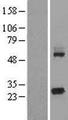 KCTD5 Protein - Western validation with an anti-DDK antibody * L: Control HEK293 lysate R: Over-expression lysate