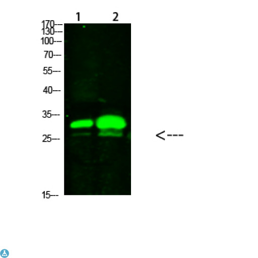 KCTD7 Antibody - Western Blot analysis of 1) mouse brain, 2) mouse heart cells using primary antibody diluted at 1: 1000 (4°C overnight) . Secondary antibody: Goat Anti-rabbit IgG IRDye 800 (diluted at 1: 5000, 25°C, 1 hour).