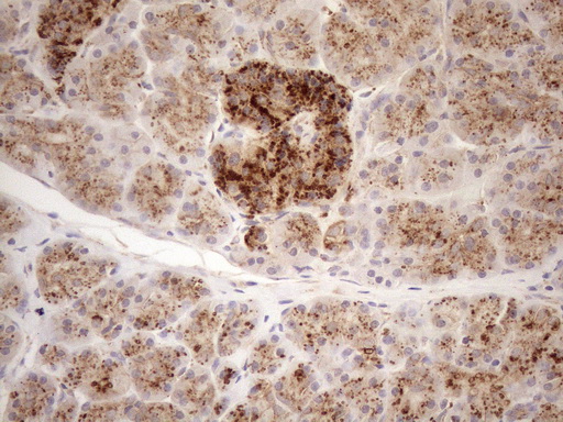 KCTD9 Antibody - Immunohistochemical staining of paraffin-embedded Human pancreas tissue within the normal limits using anti-KCTD9 mouse monoclonal antibody. (Heat-induced epitope retrieval by 1mM EDTA in 10mM Tris buffer. (pH8.5) at 120°C for 3 min. (1:150)
