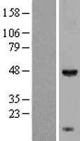 KCTD9 Protein - Western validation with an anti-DDK antibody * L: Control HEK293 lysate R: Over-expression lysate