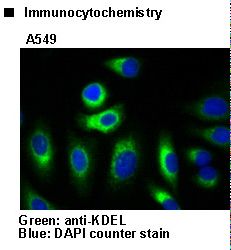 KDEL Tetrapeptide Antibody