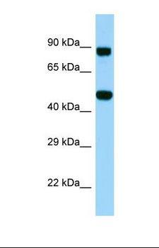 KDELC2 Antibody - Western blot of Human PANC1. KDELC2 antibody dilution 1.0 ug/ml.  This image was taken for the unconjugated form of this product. Other forms have not been tested.