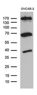 KDELC2 Antibody - Western blot analysis of extracts. (35ug) from ovcar3 cell line by using anti-KDELC2 monoclonal antibody. (1:500)