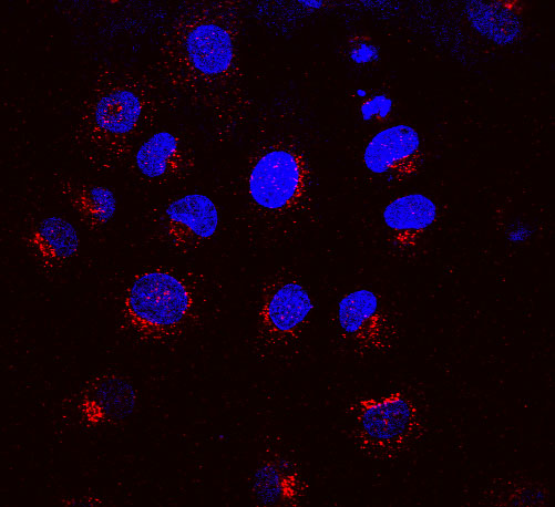 KDELR / KDEL Receptor Antibody - Merged picture of KR-10 (red) with DAPI (blue) in NRK cells.  This image was taken for the unconjugated form of this product. Other forms have not been tested.