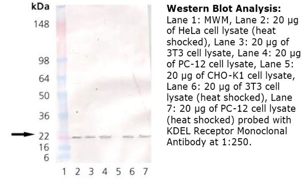 KDELR / KDEL Receptor Antibody