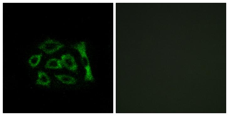 KDELR2 Antibody - Peptide - + Immunofluorescence analysis of A549 cells, using ERD22 antibody.