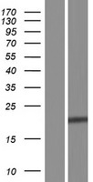 KDELR2 Protein - Western validation with an anti-DDK antibody * L: Control HEK293 lysate R: Over-expression lysate