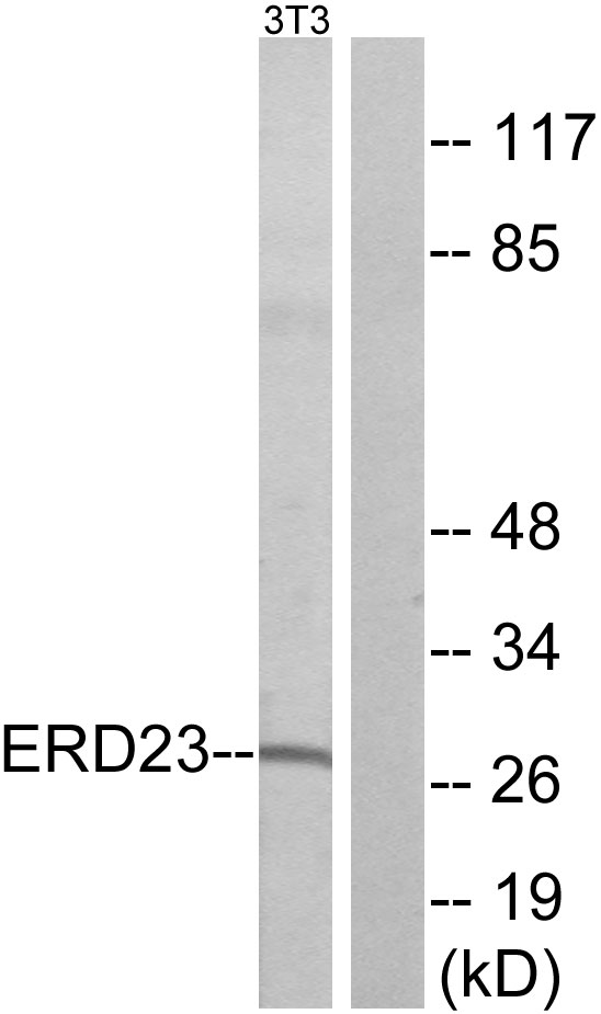 KDELR3 Antibody - Western blot analysis of lysates from NIH/3T3 cells, using ERD23 Antibody. The lane on the right is blocked with the synthesized peptide.