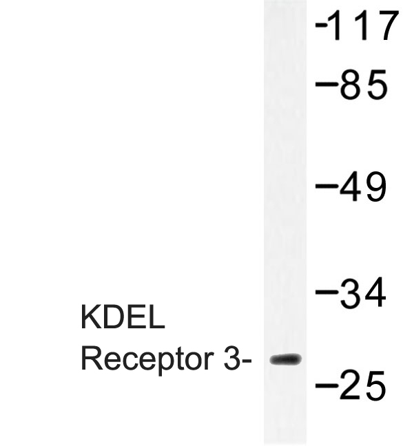 KDELR3 Antibody - Western blot of KDEL Receptor 3 (L95) pAb in extracts from 3T3 cells.