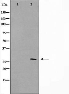 KDELR3 Antibody - Western blot analysis on NIH-3T3 cell lysates using ERD23 antibody