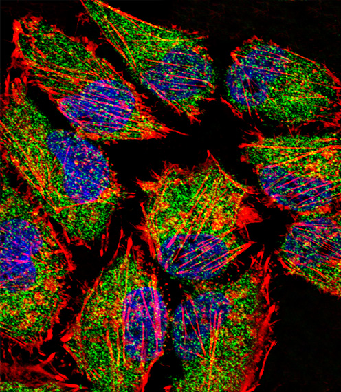 KDM1A / LSD1 Antibody - Fluorescent confocal image of HeLa cell stained with LSD1 Antibody. HeLa cells were fixed with 4% PFA (20 min), permeabilized with Triton X-100 (0.1%, 10 min), then incubated with LSD1 primary antibody (1:25, 1 h at 37°C). For secondary antibody, Alexa Fluor 488 conjugated donkey anti-rabbit antibody (green) was used (1:400, 50 min at 37°C). Cytoplasmic actin was counterstained with Alexa Fluor 555 (red) conjugated Phalloidin (7units/ml, 1 h at 37°C). Nuclei were counterstained with DAPI (blue) (10 ug/ml, 10 min). LSD1 immunoreactivity is localized to Cytoplasm significantly and Nucleus weakly.