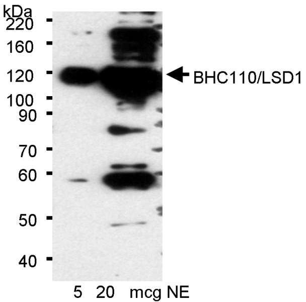 KDM1A / LSD1 Antibody - Detection of Human BHC110/LSD1 by Western Blot. Samples: Nuclear extract (5 and 20 ug) from HeLa cells. Antibody: Affinity purified rabbit anti-BHC110/LSD1 antibody used at 0.01 ug/ml. Detection: Chemiluminescence with an exposure time of 15 minutes.