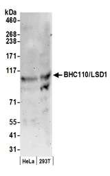 KDM1A / LSD1 Antibody - Detection of human BHC110/LSD1 by western blot. Samples: Whole cell lysate (50 µg) from HeLa and HEK293T cells prepared using NETN lysis buffer. Antibody: Affinity purified rabbit anti-BHC110/LSD1 antibody used for WB at 0.06 µg/ml. Detection: Chemiluminescence with an exposure time of 3 minutes.