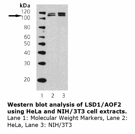 KDM1A / LSD1 Antibody